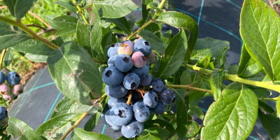 Sprzedam borówkę hodowlaną, z 4-letniej plantacji. Borówki uprawiane są