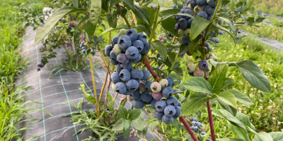 I will sell farmed blueberries from a 4-year-old plantation.