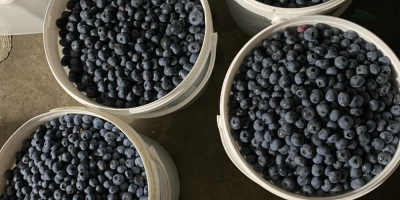 I will sell farmed blueberries from a 4-year-old plantation.