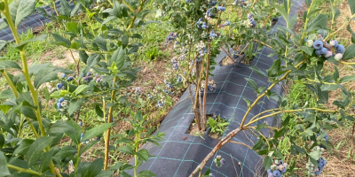 I will sell farmed blueberries from a 4-year-old plantation.