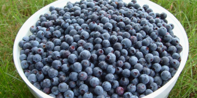 Fresh picked mountain blueberries for sale. I deliver in