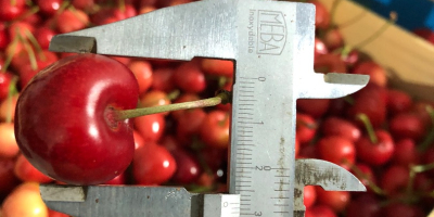 Frozen cherries for sale with stone and stem. The