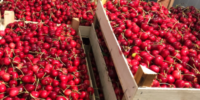 Frozen cherries for sale with stone and stem. The