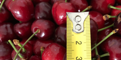 Frozen cherries for sale with stone and stem. The