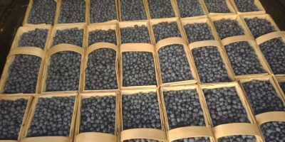 Hallo, ich habe große Mengen Blaubeeren von 65 Hektar,