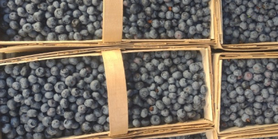 Hallo, ich habe große Mengen Blaubeeren von 65 Hektar,