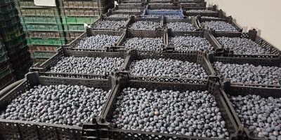 Hallo, ich habe große Mengen Blaubeeren von 65 Hektar,