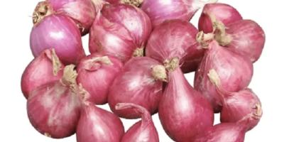 Wholesale for fresh onion / white onion - Big