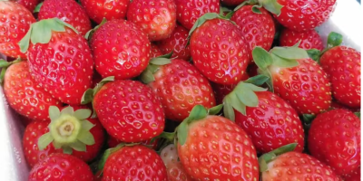 Big Sale - Strawberry Global Gap direct fresh strawberry-