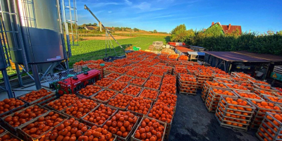 Voi coopera cu livrarea dovlecilor de Halloween. Am aproximativ