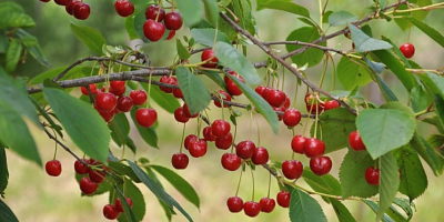 I&#39;m selling cherries! Suitable for compote, jam or tart!