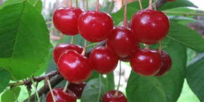 I&#39;m selling cherries! Suitable for compote, jam or tart!