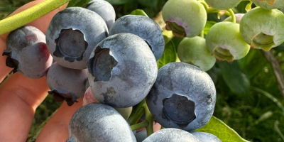 Hallo, ich habe Heidelbeeren in größeren Mengen, 64 Hektar.
