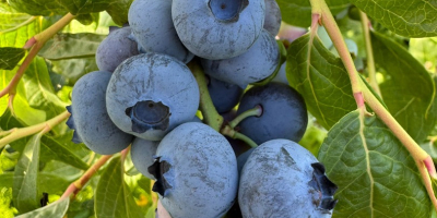 Hallo, ich habe Heidelbeeren in größeren Mengen, 64 Hektar.