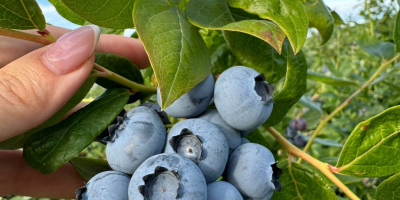 Hallo, ich habe Heidelbeeren in größeren Mengen, 64 Hektar.