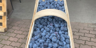 Hallo, ich habe Heidelbeeren in größeren Mengen, 64 Hektar.