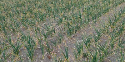 Harnaś-Knoblauch, etwa 100.000 Köpfe. Bitte kontaktieren Sie mich. Schmutzig