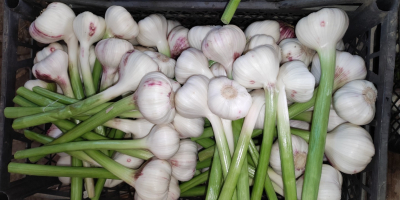 Ich werde Winterknoblauch der spanischen Sorte Lubasz verkaufen. Ich