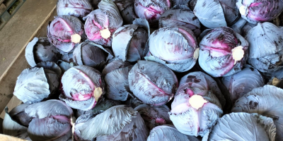 Fehér káposztát kínálunk eladásra, friss piacra és feldolgozásra egyaránt.