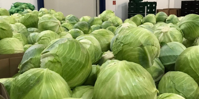 Fehér káposztát kínálunk eladásra, friss piacra és feldolgozásra egyaránt.