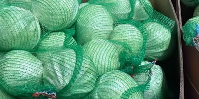 Fehér káposztát kínálunk eladásra, friss piacra és feldolgozásra egyaránt.