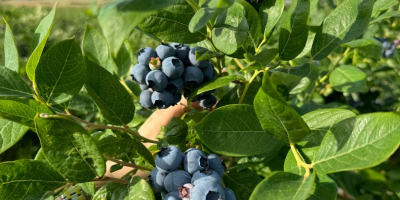 Hallo, wir haben eine große Menge Blaubeeren. Bei Interesse