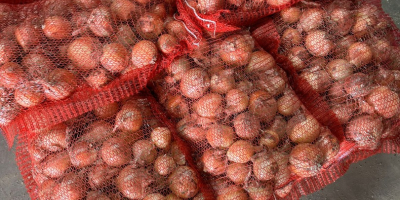 Weiße Zwiebel, Verpackung: Gemüsenetze auf Paletten – 10,20,25 kg;