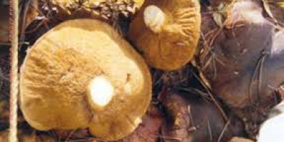 Vendiamo funghi selvatici nostrani tipo: Boletus essiccato e in