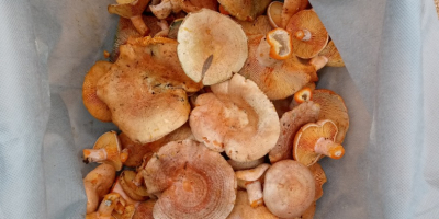 We sell homegrown wild mushrooms type: Dried and brined