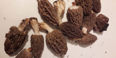 We sell homegrown wild mushrooms type: Dried and brined