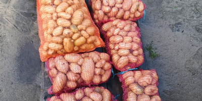 Vendo 16 t di patate della varietà Carrera. Mârsani,