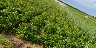 Vendo 16 t di patate della varietà Carrera. Mârsani,