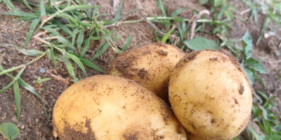 Ich verkaufe 16 t Carrera-Kartoffeln. Mârsani, Kreis Dolj.