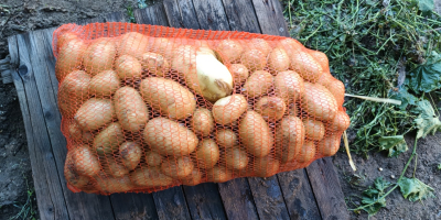 Vendo 16 t di patate della varietà Carrera. Mârsani,