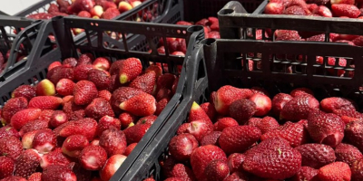 we have avilably 60 ton strawberry for sale, contakt