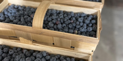 Mirtillo confezionato da 3 kg in cassette di legno.