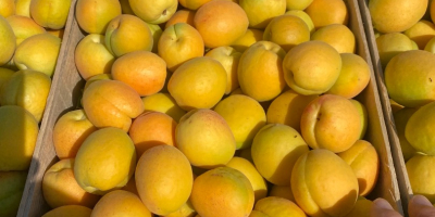 SRL &quot;DALEXGRUP COM&quot; sells fresh apricots, pineapple variety, Kyoto.