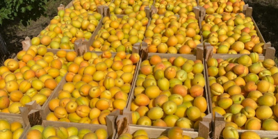 SRL &quot;DALEXGRUP COM&quot; sells fresh apricots, pineapple variety, Kyoto.