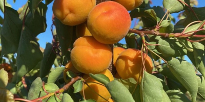 SRL &quot;DALEXGRUP COM&quot; sells fresh apricots, pineapple variety, Kyoto.