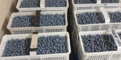 Hallo, ich habe Duke- und Earlyblue-Blaubeeren zum Verkauf. Abholung