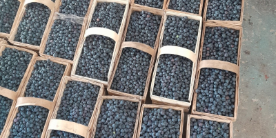 Hallo, ich habe Duke- und Earlyblue-Blaubeeren zum Verkauf. Abholung