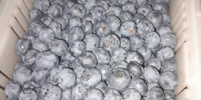 Hallo, ich habe Duke- und Earlyblue-Blaubeeren zum Verkauf. Abholung