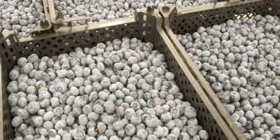 Hallo, ich habe Blaubeeren in größeren Mengen, 20 Tonnen