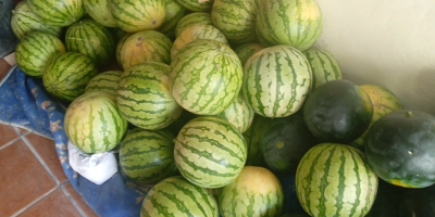 Watermelon harvest is sold by the kg or pieces.