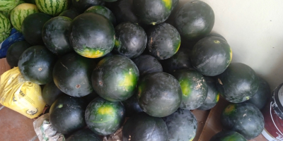 Watermelon harvest is sold by the kg or pieces.