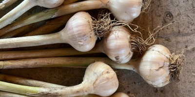 Ich verkaufe rumänischen Knoblauch aus eigener Produktion. Ich garantiere