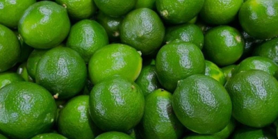 Hello and welcome. I offer fresh Colombian limes caliber