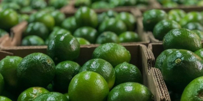 Hello and welcome. I offer fresh Colombian limes caliber