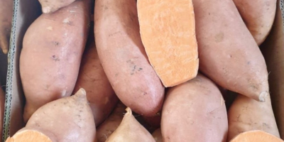 Sweet Potatoes 6Kg carton box Beauregard & Bellevue varieties