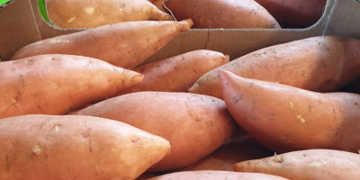 Sweet Potatoes 6Kg carton box Beauregard & Bellevue varieties